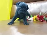 パグ