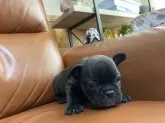 フレンチブルドッグ【愛知県・女の子・2025年10月4日・ブリンドル】の写真2