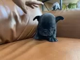 フレンチブルドッグ【愛知県・女の子・2025年10月4日・ブリンドル】の写真3