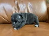 フレンチブルドッグ【愛知県・男の子・2025年10月4日・ブリンドル】の写真4