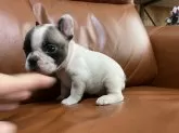 フレンチブルドッグ【愛知県・女の子・2025年10月4日・パイド】の写真6