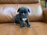 フレンチブルドッグ【愛知県・男の子・2025年10月4日・ブリンドル】の写真6