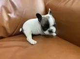 フレンチブルドッグ【愛知県・女の子・2025年10月4日・パイド】の写真9