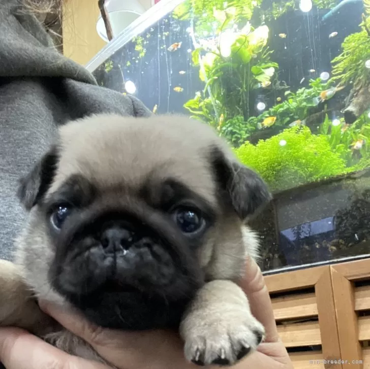 ID:2403-03866の子犬