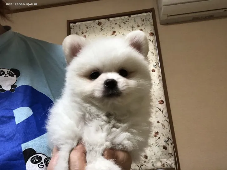 ID：2007-01816の子犬