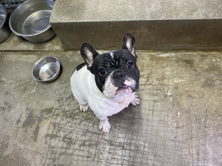 フレンチブルドッグ【・男の子・2019年5月3日・パイド】