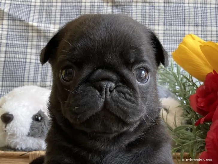 はなこ 様のお迎えした子犬