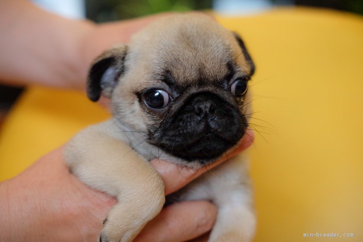 子犬をお迎えいただいたお客様の声 口コミ 評判 全62 293件中 30 721 30 750件目を表示 みんなのブリーダー みんなのブリーダー 子犬をお迎えいただいたお客様の声 口コミ 評判 全62 293件中 30 721 30 750件目を表示 みんなのブリーダー みんなのブリーダー