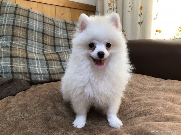 ID：1905-00761の子犬