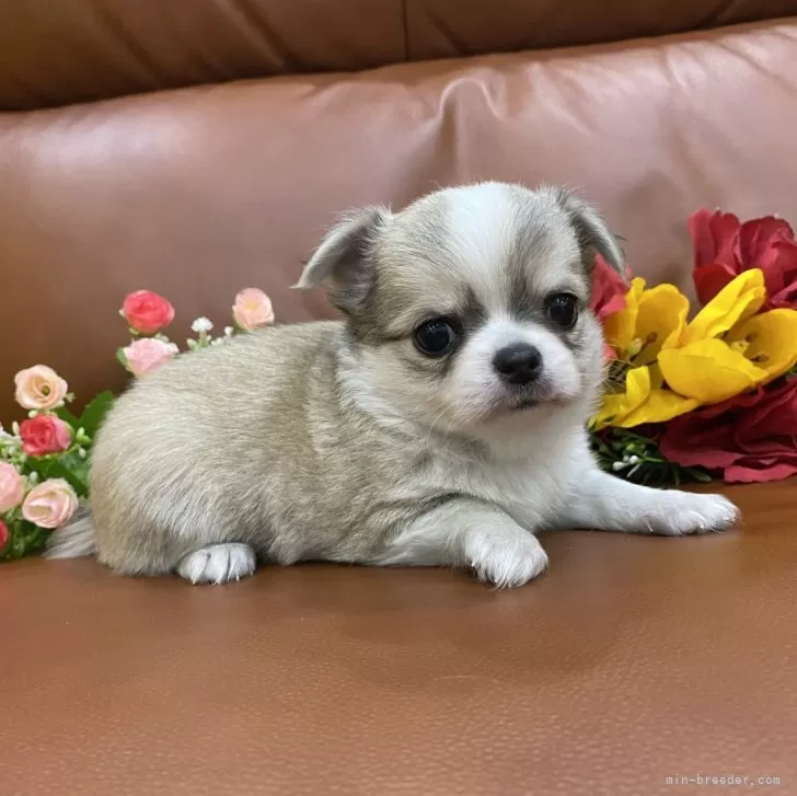 ID：2404-03084の子犬