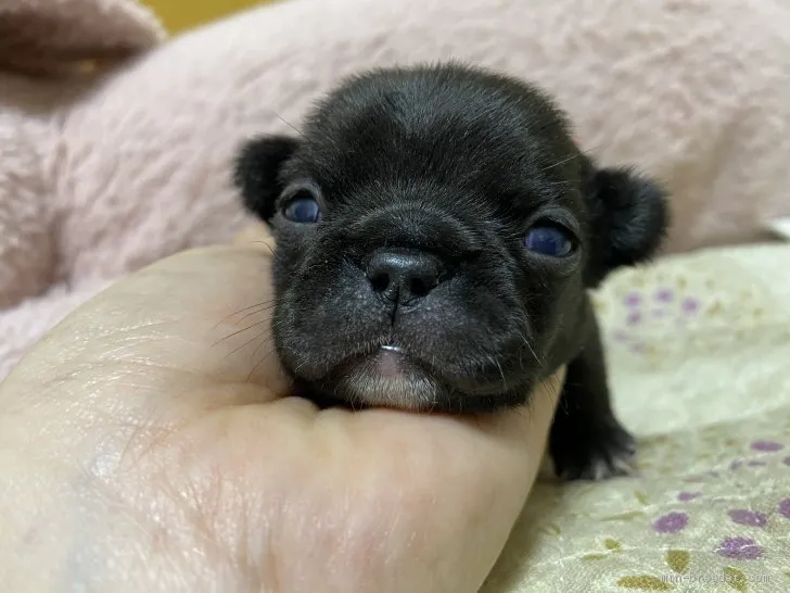 ID:2102-01968の子犬