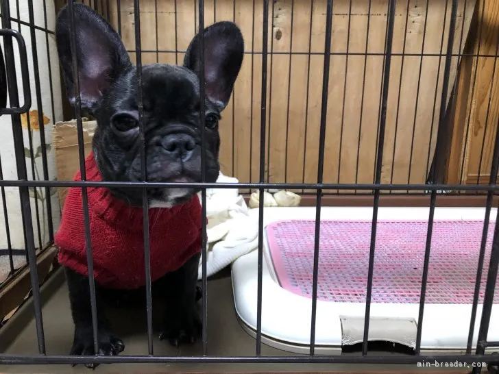 J.K 様のお迎えした子犬