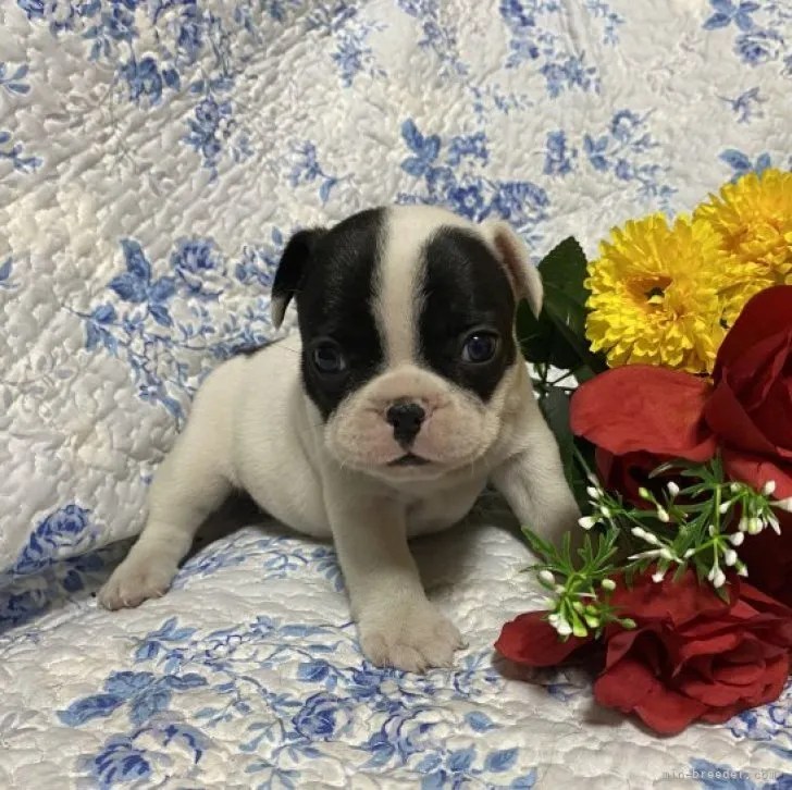 ID：2303-04818の子犬