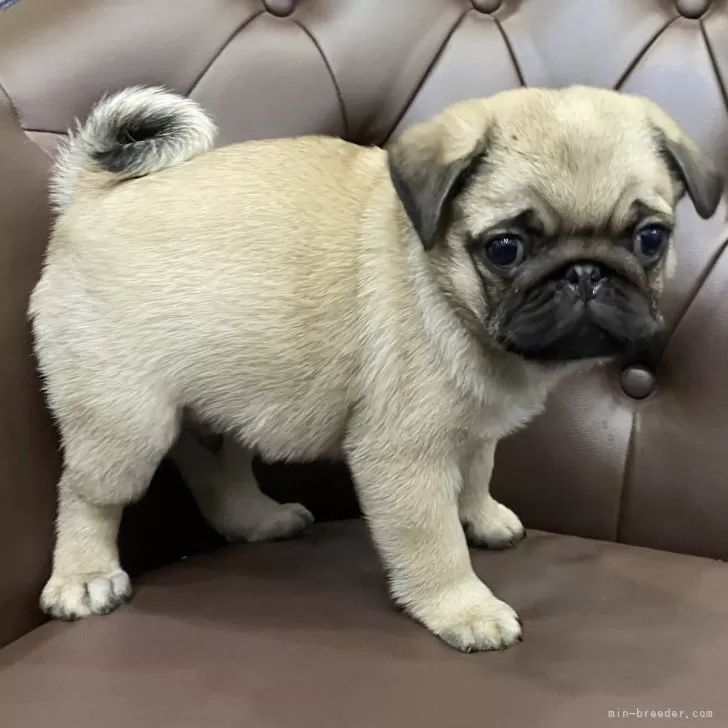 RK 様のお迎えした子犬