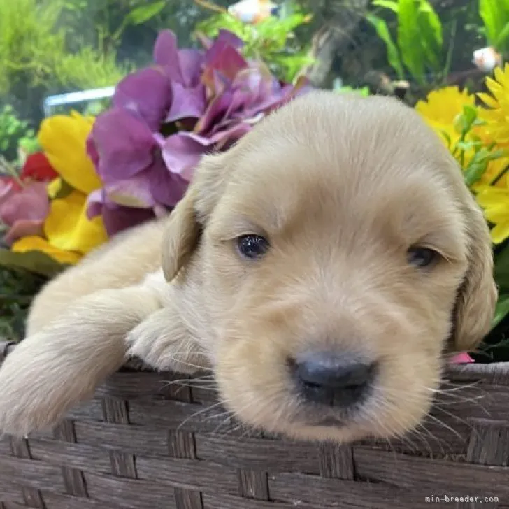 あぐ 様のお迎えした子犬