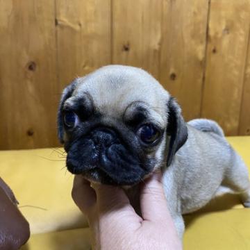 パグ【愛知県・男の子・2022年10月17日・フォーン】の写真「コロコロです🐶」