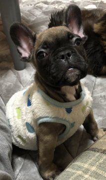 フレンチブルドッグ【愛知県・男の子・2019年10月27日・フォーン】の写真「とっても可愛いです💕💕」