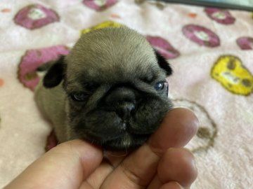 パグ【愛知県・男の子・2021年10月11日・フォーン】の写真「可愛いです💕」