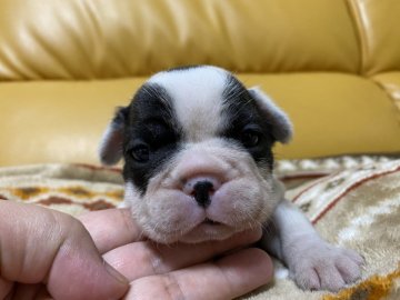 フレンチブルドッグ【愛知県・女の子・2021年4月14日・パイド】の写真「両親、遺伝子病検査クリアです💕」