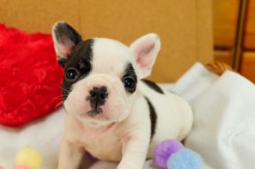 フレンチブルドッグ【愛知県・男の子・2017年11月4日・パイド】の写真「お顔がキュートな男の子」
