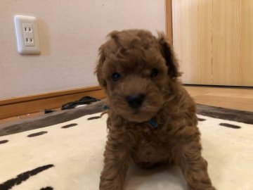 トイプードル(トイ)【愛知県・男の子・2020年3月11日・レッド】の写真「一番小さい男の子です😄」