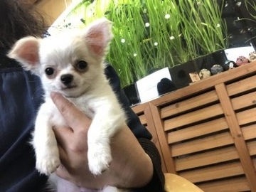 チワワ(ロング)【愛知県・男の子・2018年11月12日・ホワイトクリーム】の写真「フワフワで可愛い男の子」