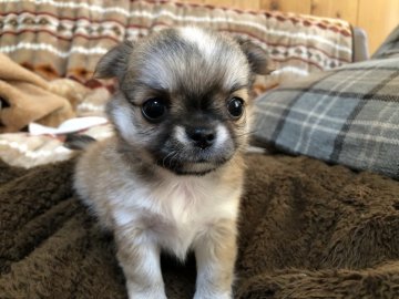 チワワ(ロング)【愛知県・男の子・2019年6月27日・レッドホワイト】の写真「小ぶりでマズルの短い可愛い男の子です💕」