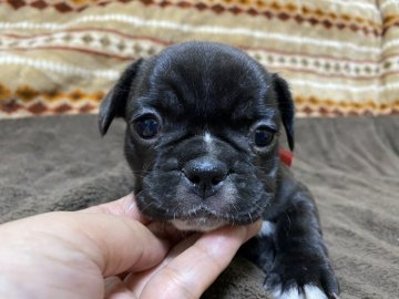 フレンチブルドッグ【愛知県・女の子・2020年10月31日・ブリンドル】の写真「可愛いです💕💕」