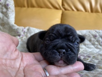 フレンチブルドッグ【愛知県・女の子・2021年4月14日・ブリンドル】の写真「可愛いです💕」