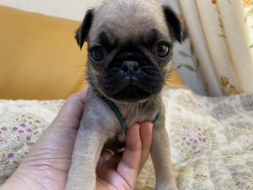 パグ【愛知県・男の子・2021年2月9日・フォーン】の写真「可愛いです💕💕」