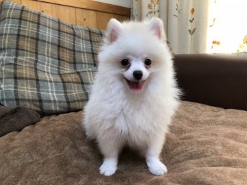 ポメラニアン【愛知県・男の子・2019年4月5日・ホワイトクリーム】の写真「人懐っこいです💕」