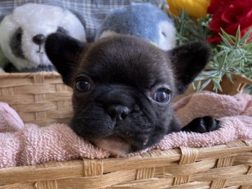 フレンチブルドッグ【愛知県・女の子・2022年4月2日・ブリンドル】の写真「コロコロで可愛いです💕」