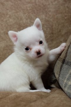 チワワ×ポメラニアン【愛知県・男の子・2018年7月6日・ホワイト】の写真「ふわふわ毛並みの男の子（予想ですがロングになりそう」