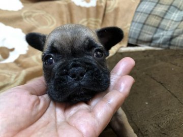 フレンチブルドッグ【愛知県・男の子・2019年10月27日・フォーン】の写真「イケメン君です💕」