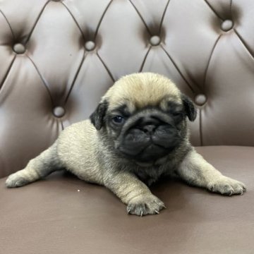 パグ【愛知県・男の子・2023年8月29日・フォーン】の写真「コロコロです🐶💕」