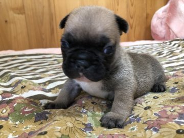 フレンチブルドッグ【愛知県・男の子・2020年6月12日・フォーン】の写真「ショートボディーでまんまるです💕」