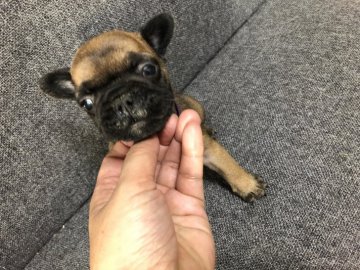 フレンチブルドッグ【愛知県・男の子・2019年10月27日・レッドフォーン】の写真「小ぶりのレッドフォーン！バランスも良いです💓」