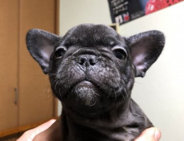 フレンチブルドッグ【愛知県・男の子・2019年10月7日・ブリンドル】の写真「ムチムチボディーの男の子💕」