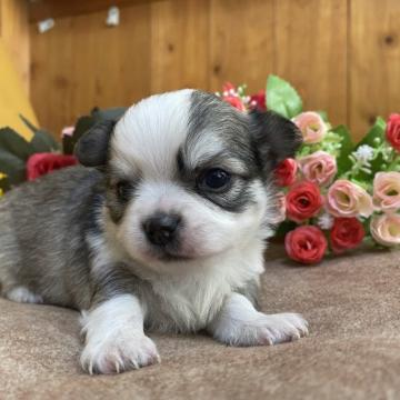 チワワ(ロング)【愛知県・男の子・2022年12月9日・パーティーカラー】の写真「毛色のバランスの良い男の子💕」