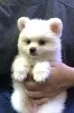 ポメラニアン【愛知県・男の子・2020年6月30日・ホワイトクリーム】の写真3