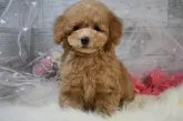 タイニープードル【兵庫県・男の子・2020年11月29日・アプリコット】の写真2