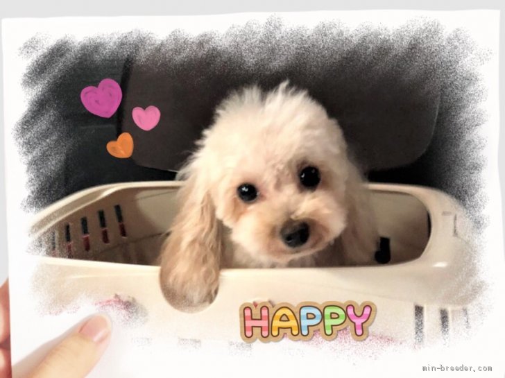 今月出産予定のママ 高田薫ブリーダー みんなのブリーダー