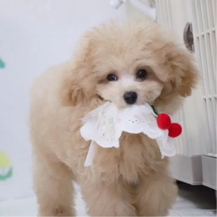 ID:2409-04573の子犬