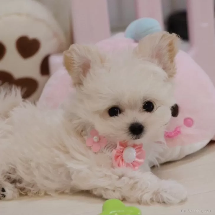ID：2503-04402の子犬