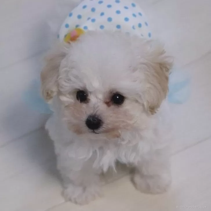 ID：2501-06561の子犬