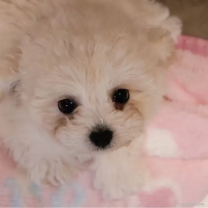 ID：2412-06949の子犬