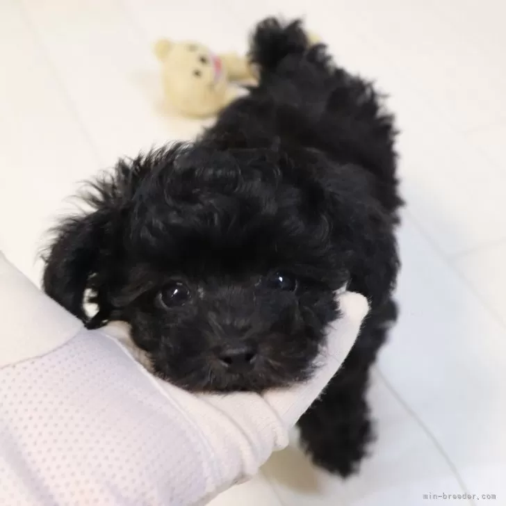 ID：2505-01538の子犬