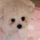 タイニープードル【福岡県・男の子・2024年11月8日・クリーム】の写真1