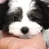 タイニープードル