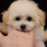 タイニープードル